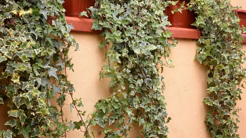 Gew&ouml;hnlicher Efeu