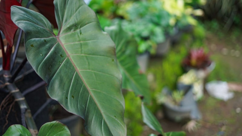 R&ouml;tlicher Philodendron