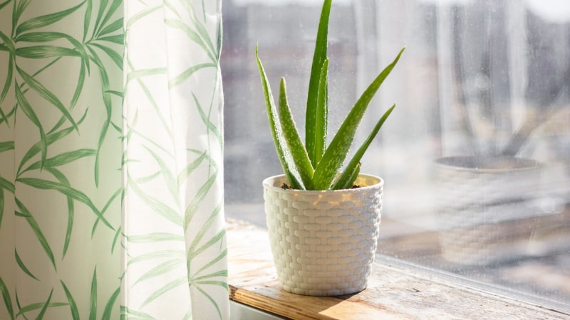 Luftreinigende Pflanzen: Aloe Vera