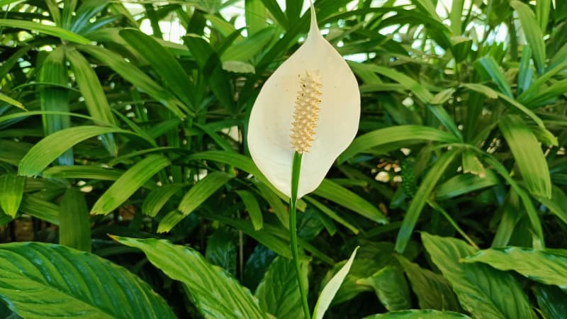 Rośliny oczyszczające powietrze