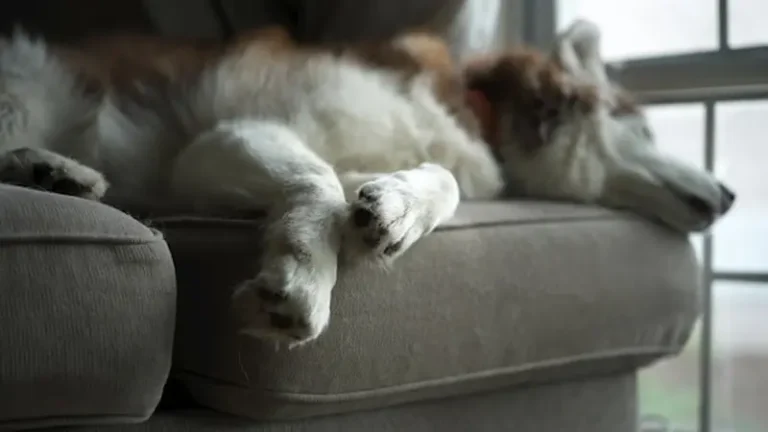 Prävention statt Rehabilitation – Warum Pfotenpflege die Gelenke schont