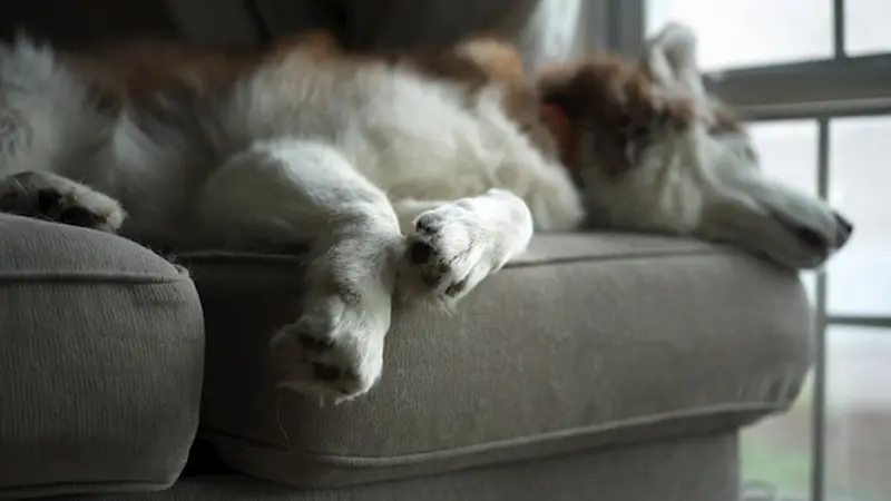 Prävention statt Rehabilitation – Warum Pfotenpflege die Gelenke schont